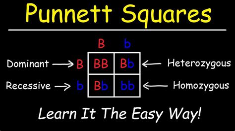 Punnett square 3x3 - A Punnett square is a table-like tool that may be used to anticipate which genotypes will be active in the breeding or cross-breeding of two species. This technique may be used in a variety of situations, tones, and subjects, ranging from flora to diverse animals.